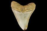 Fossil Megalodon Tooth - North Carolina #109689-2